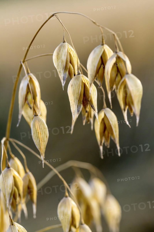 Seed oat