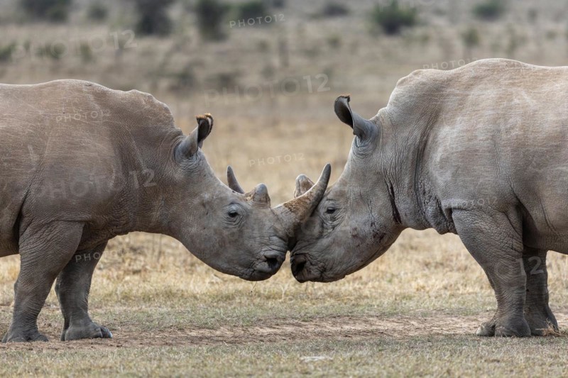 White rhinoceros
