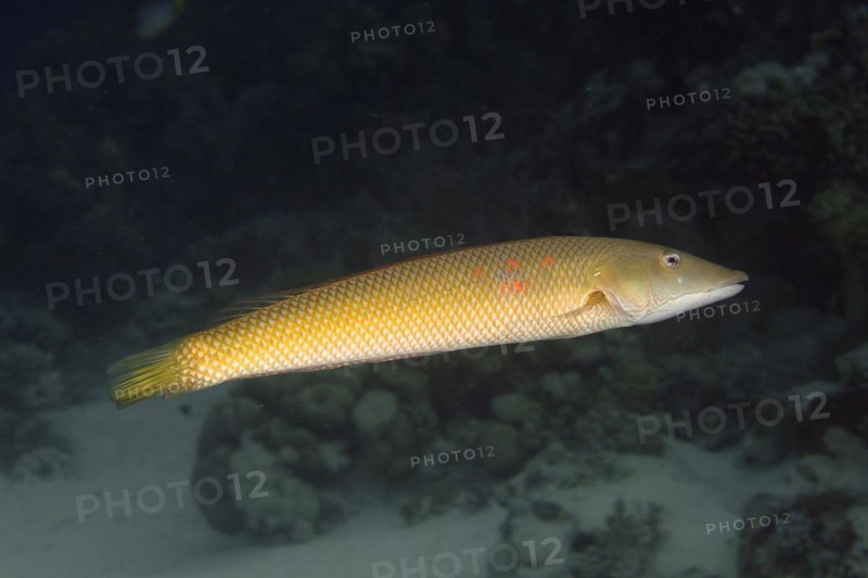 Cigar wrasse
