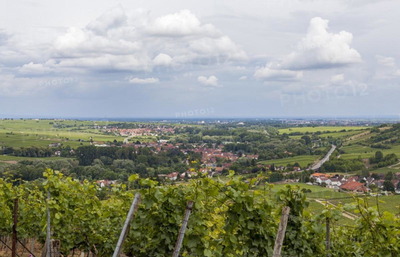 View over vines into the Rhine valley