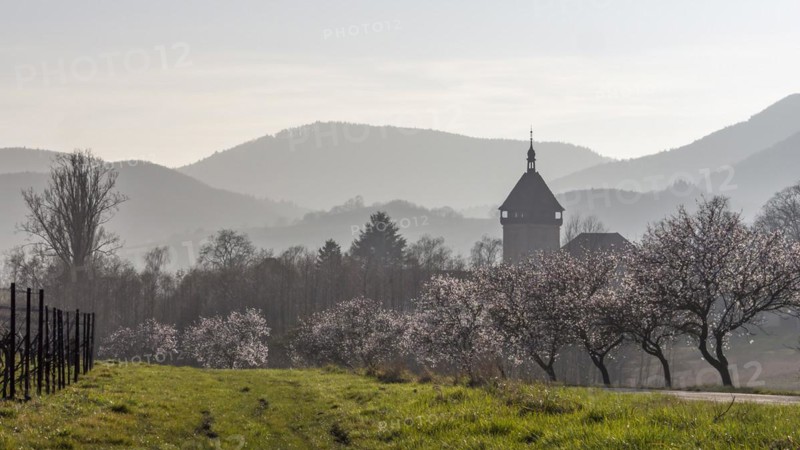 Almond blossom