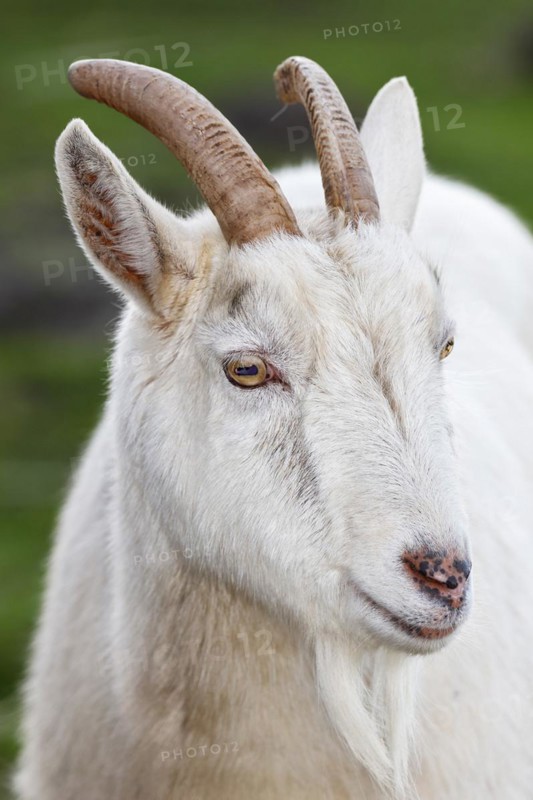 White domestic goat