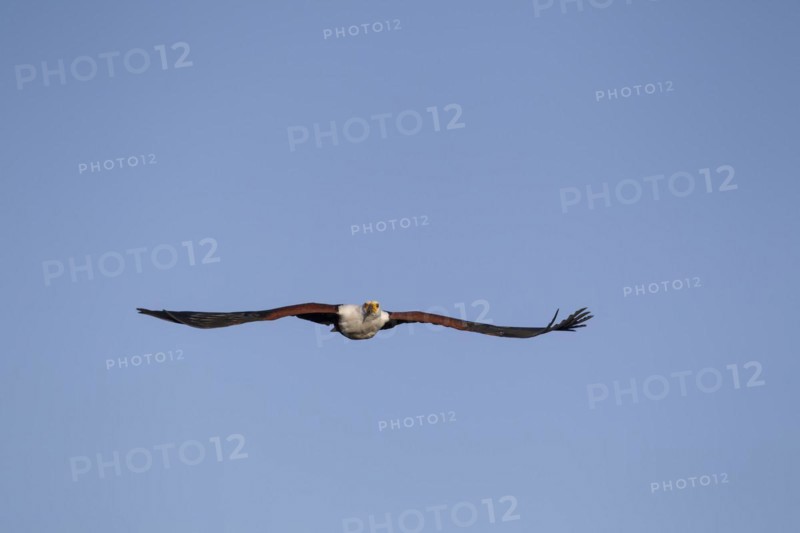 African fish eagle