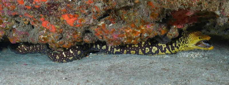 Full body image of fangtooth moray