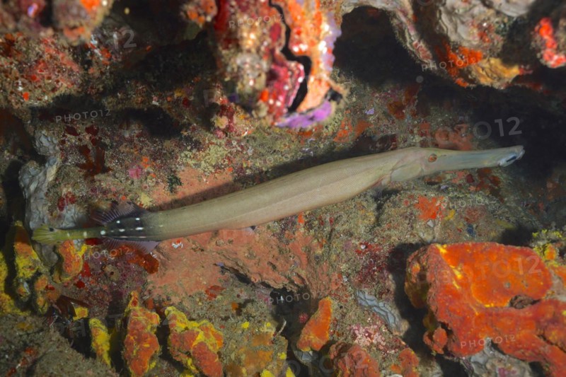 Chinese trumpetfish
