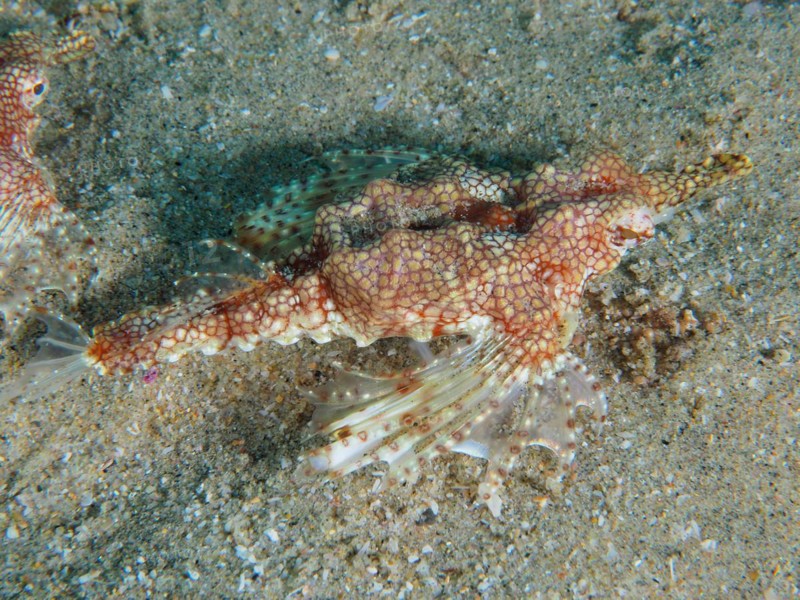 Little dragonfish