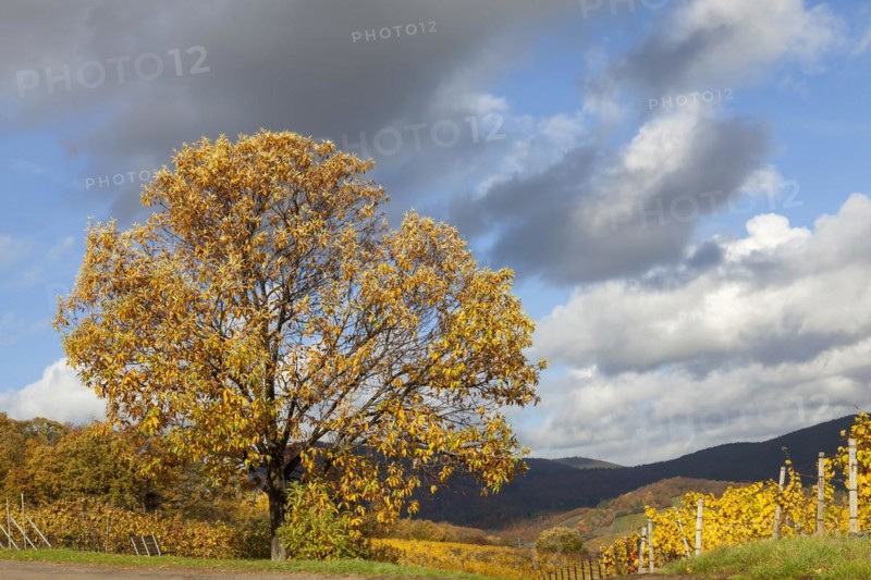 Old chestnut tree
