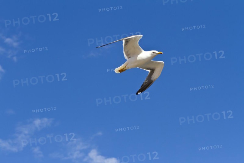 European herring gull