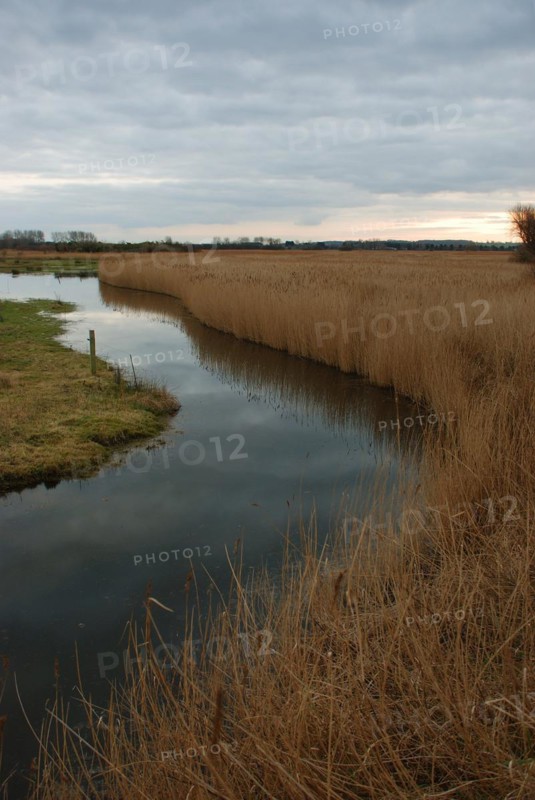 Marsh