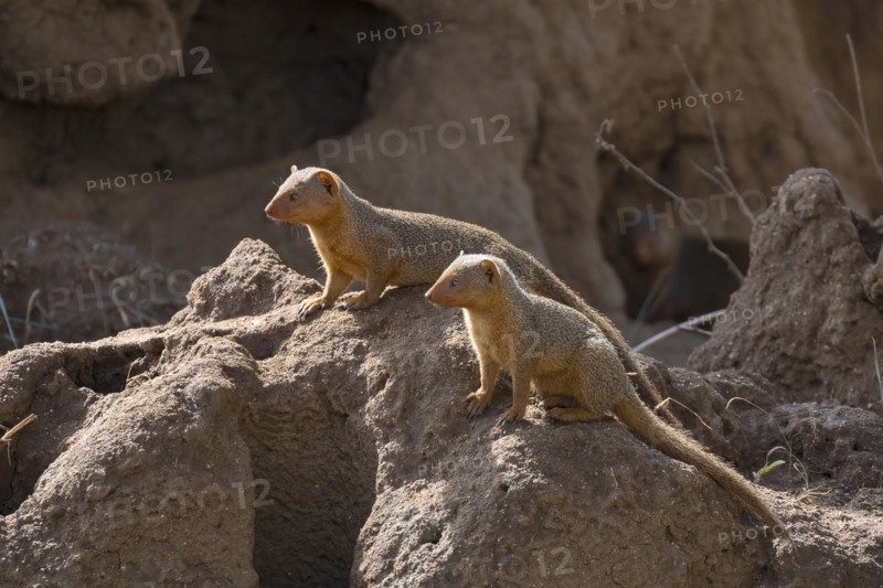 Mongoose