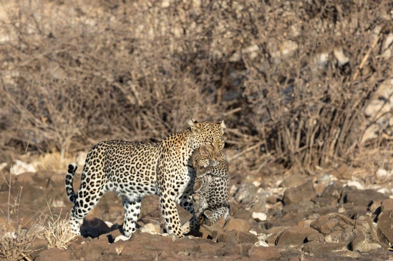 Leopard