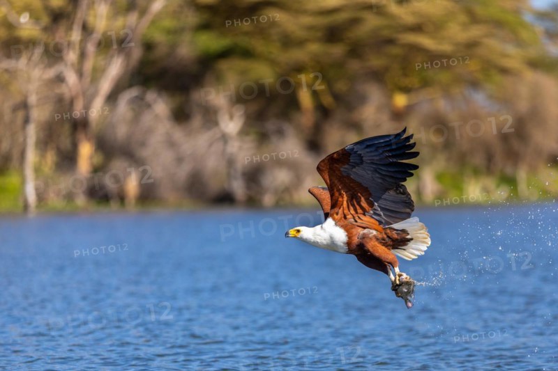 African fish eagle