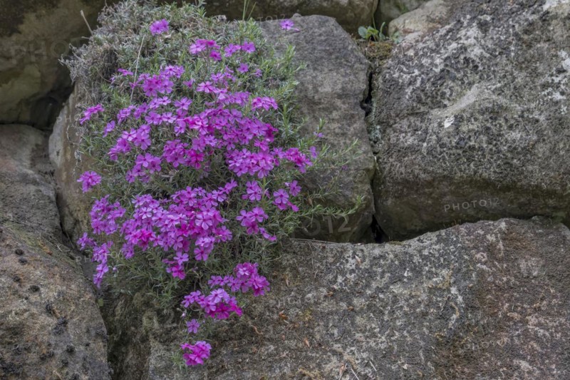 Creeping phlox