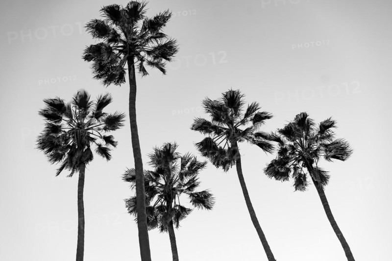 Palm trees at Santa Monica beach. Back and white. Fashion