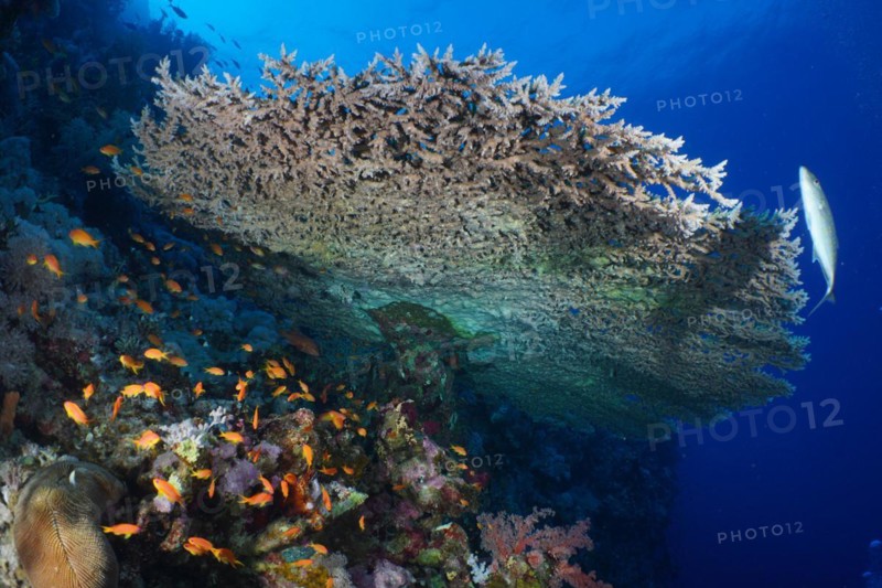 Pharaohs coniferous coral