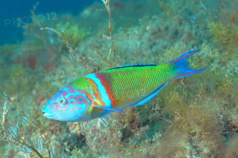 Ornate wrasse