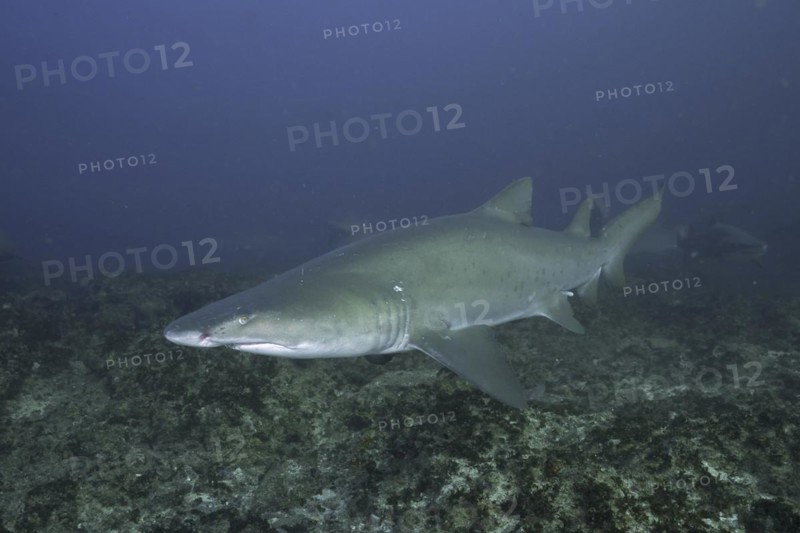 Sand tiger shark
