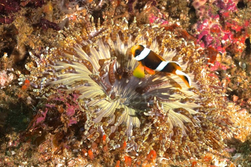 Beaded anemone
