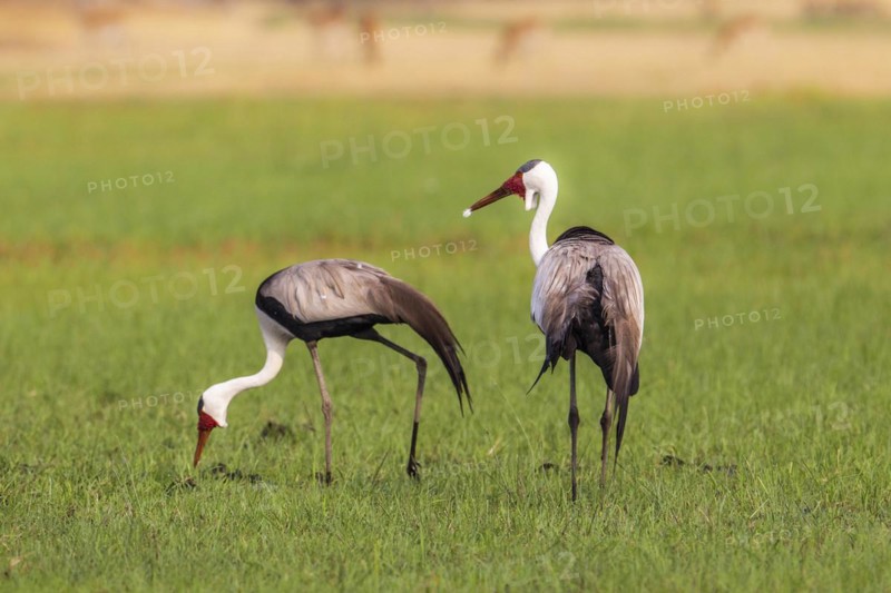 2 Wattled Cranes