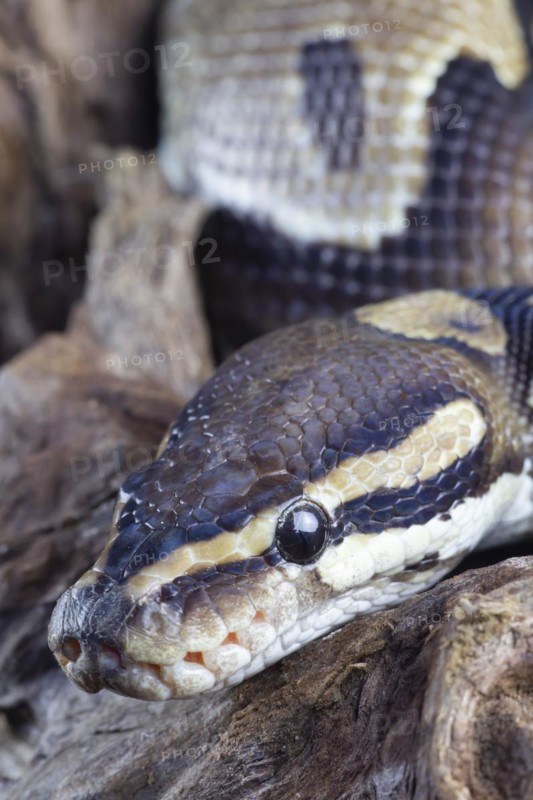 Royal python