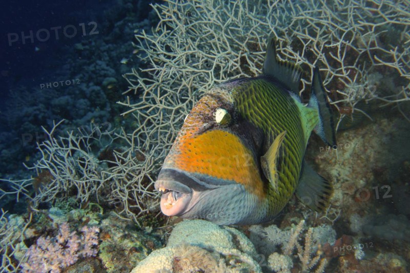 Portrait of titan triggerfish
