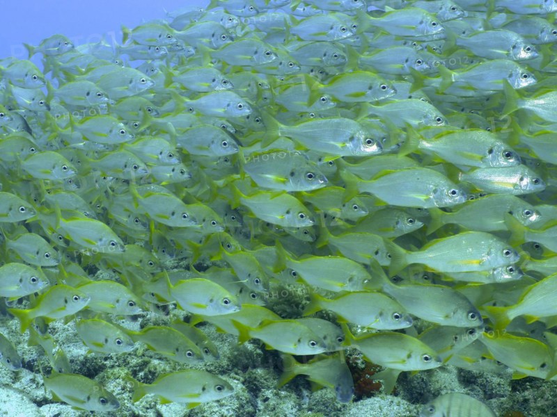 Shoal