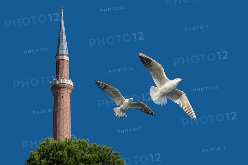 Pair of seagulls flying in blue a sky background