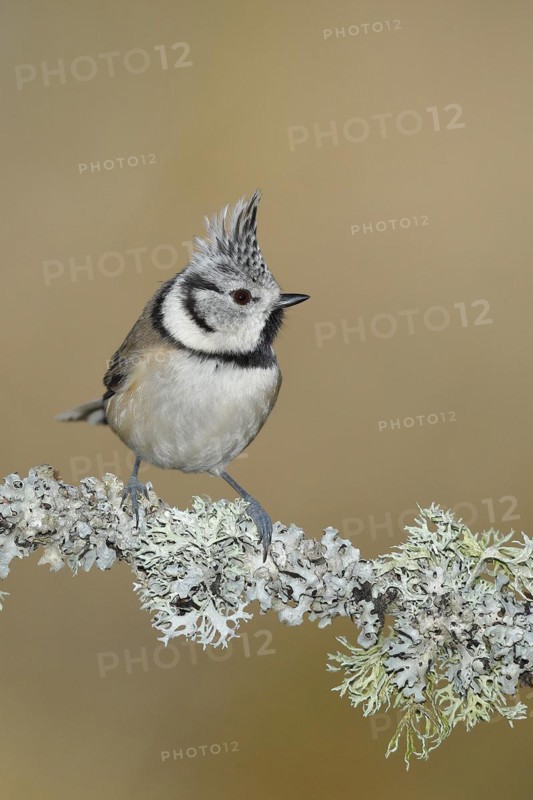 Crested tit