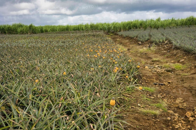 Pineapple plantation with ripe fruit