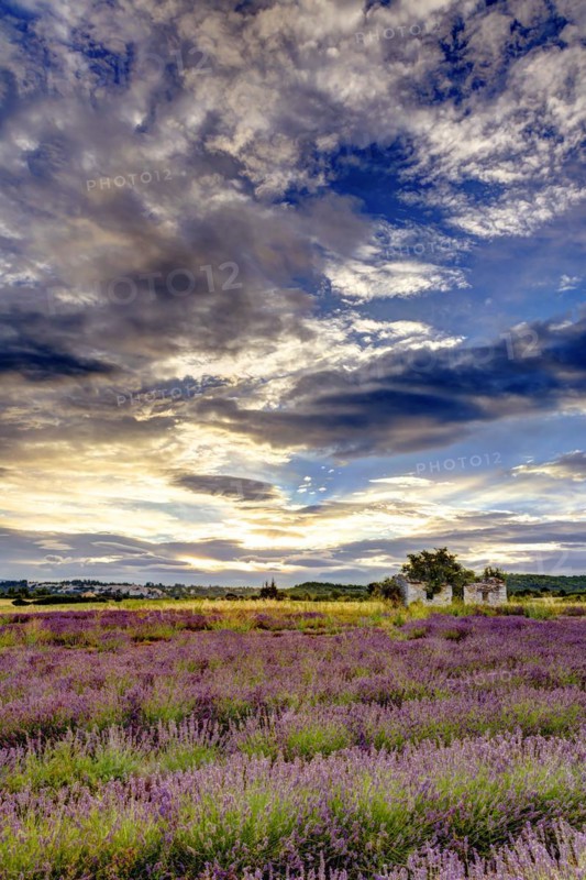 Lavender
