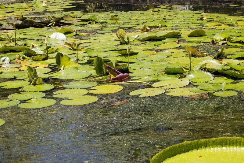 Pond with lotus