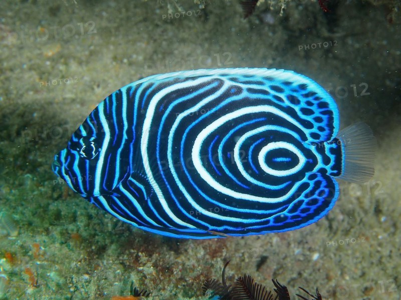 Juvenile Emperor Angelfish
