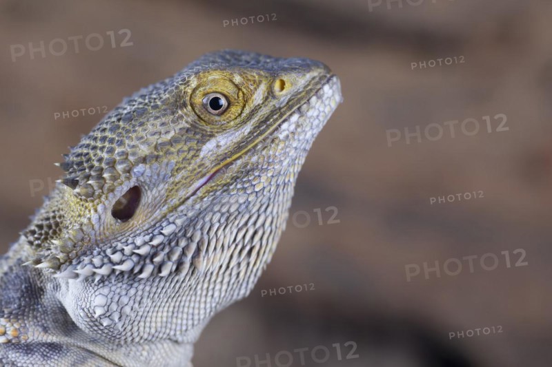 Bearded Dragon