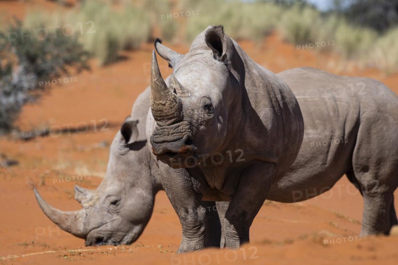 2 white rhinoceroses