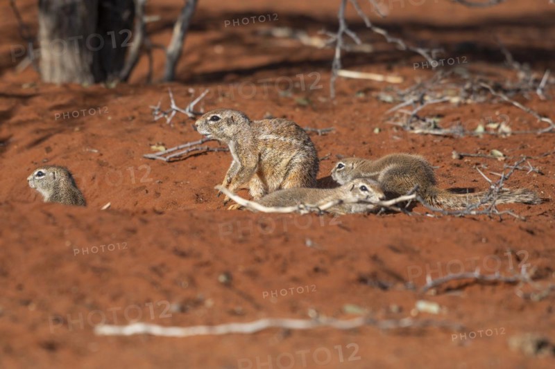 African bristle squirrel