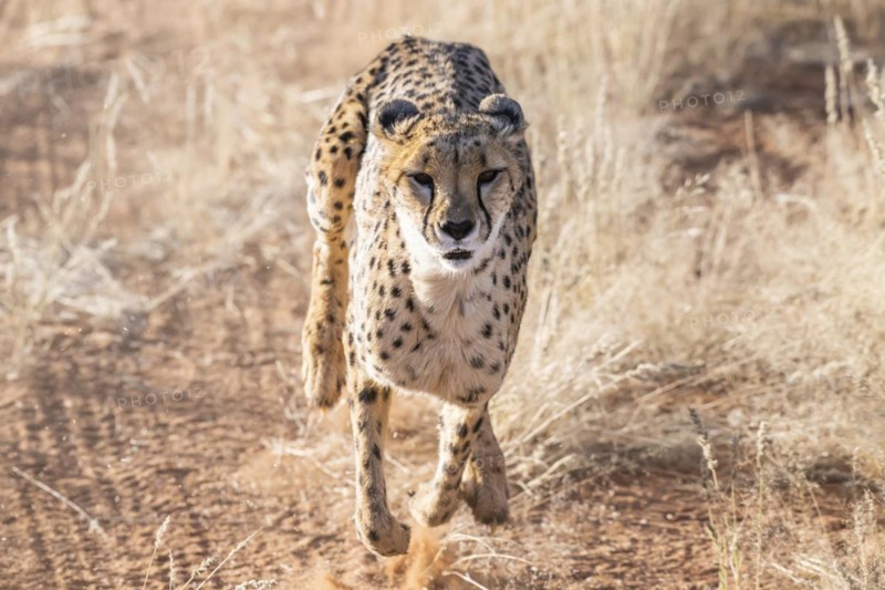 Cheetah