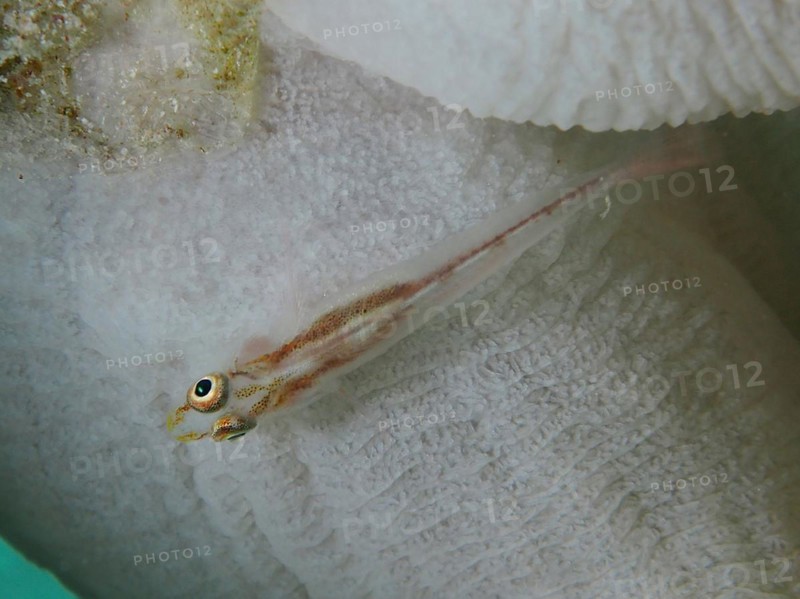 Mozambique toothy goby
