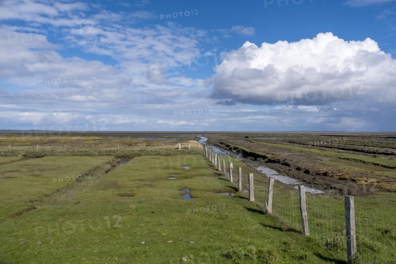 Salt marshes