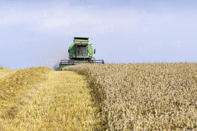 Grain harvest