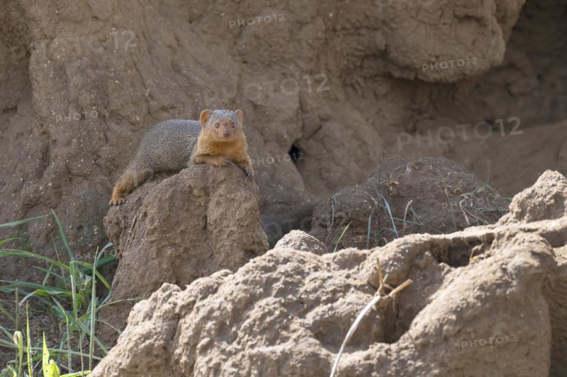 Mongoose