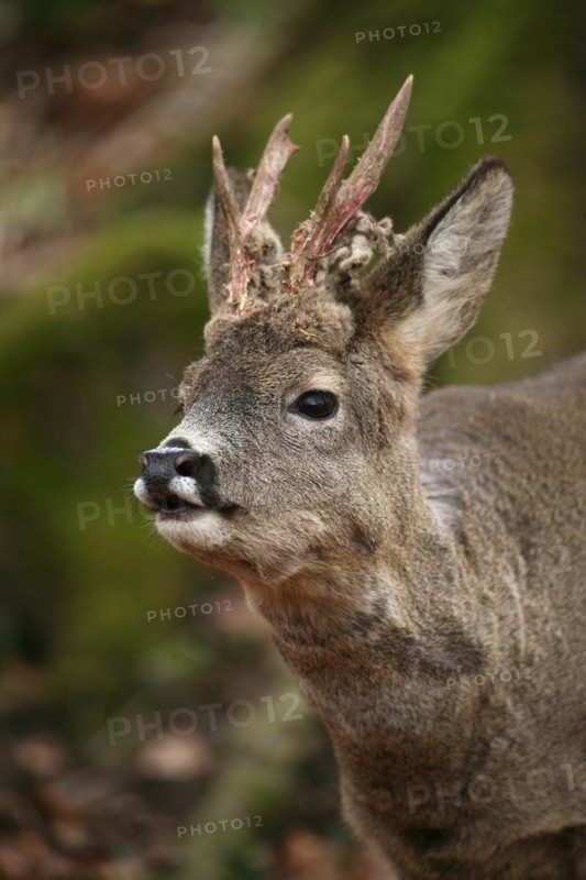 European roe deer