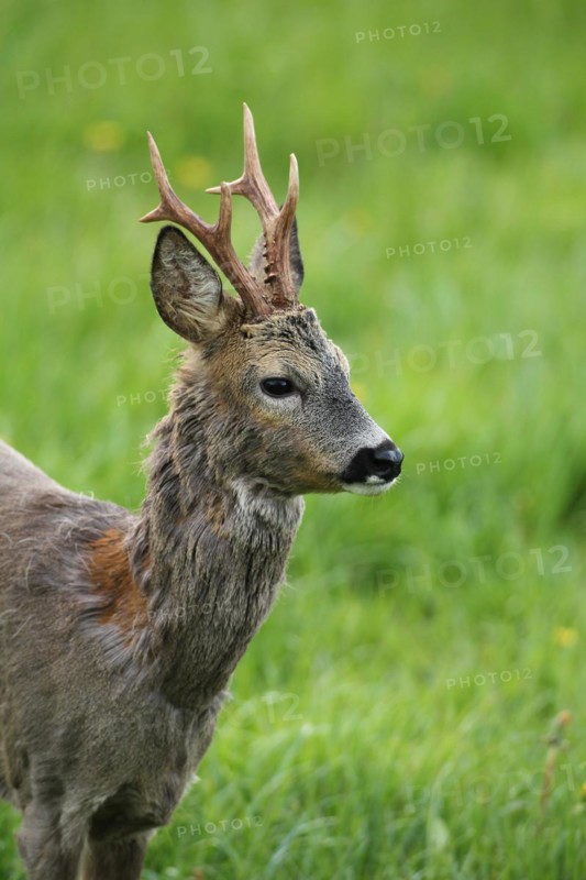 Roe deer