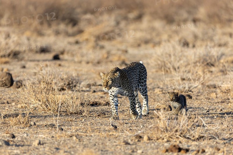 Leopard