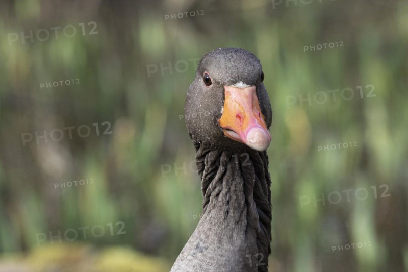 Greylag goose