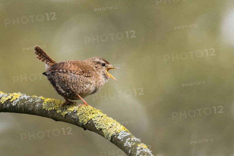 Eurasian wren