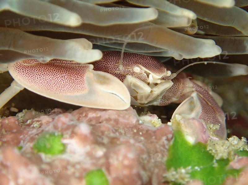 Spotted Porcelain Crab