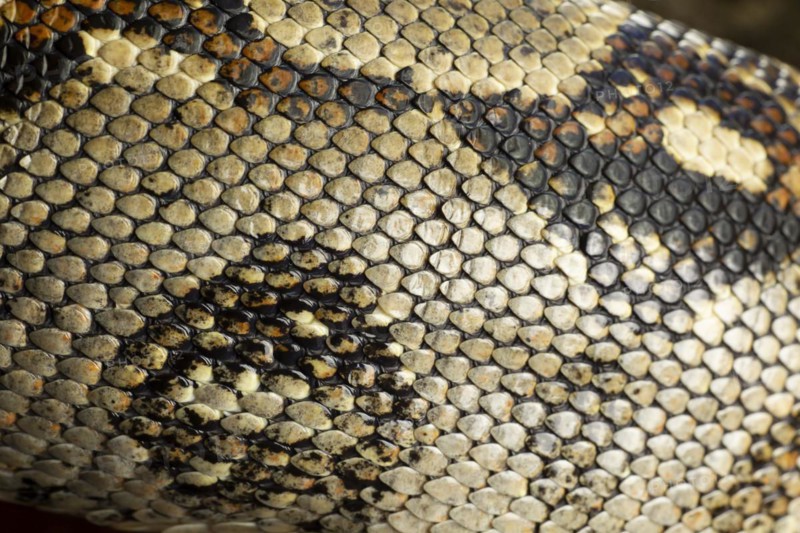 Royal python