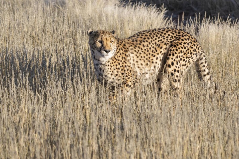 Cheetah
