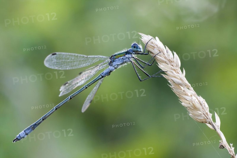 Emerald damselfly