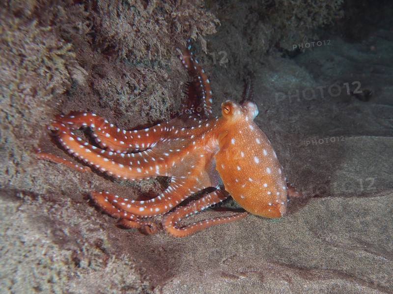 White spotted octopus